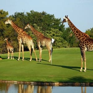 Ba-Phalaborwa Golf Club - Afrique du Sud