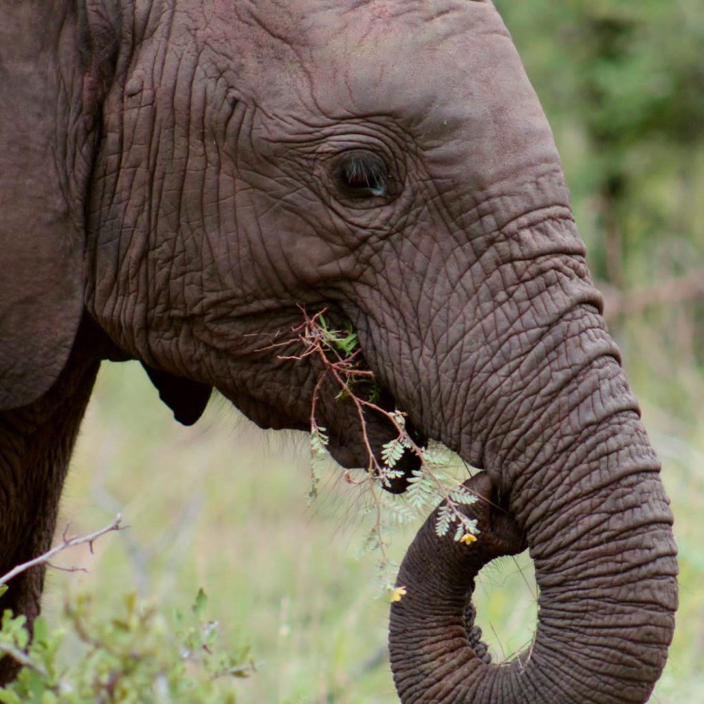 Mopaya Safari Lodge - Afrique du Sud - golf - safari