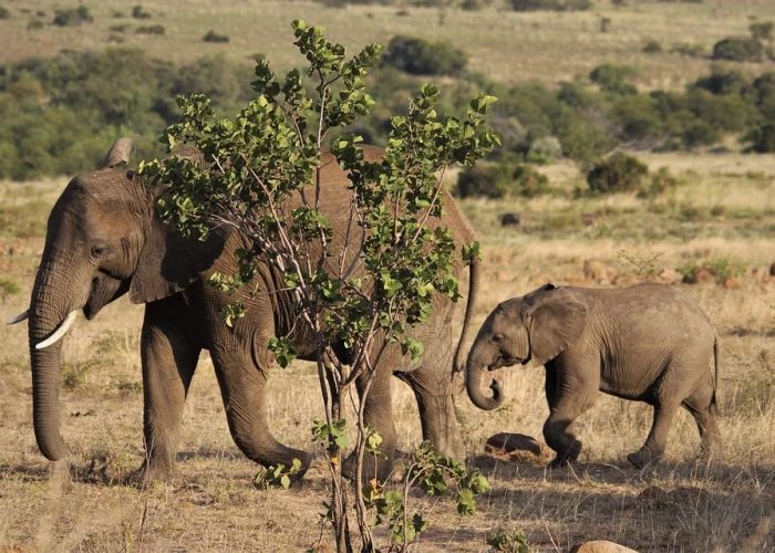 Séjours Découvertes - Afrique du Sud