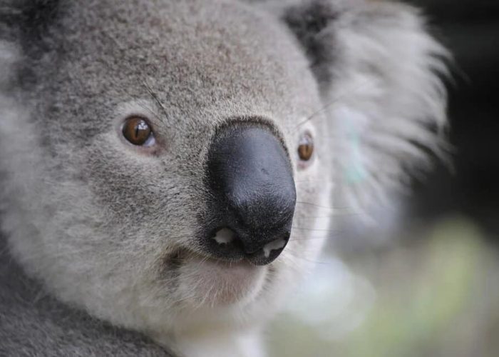Australie - séjours découverte