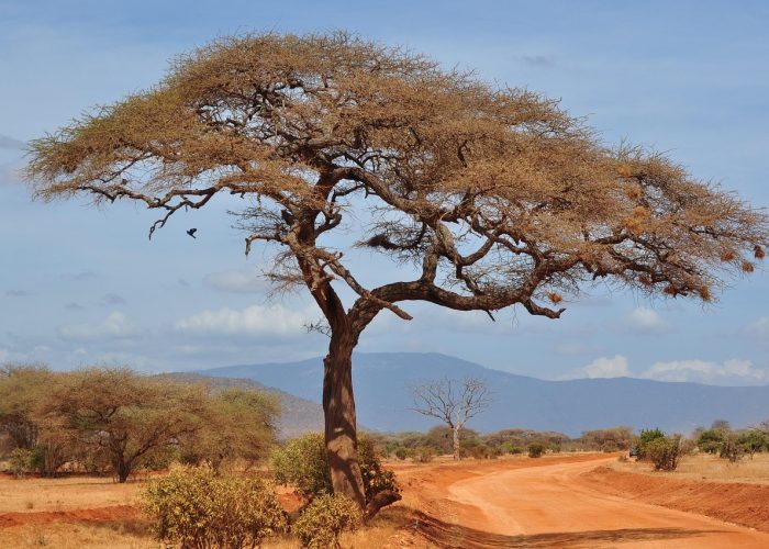 kenya