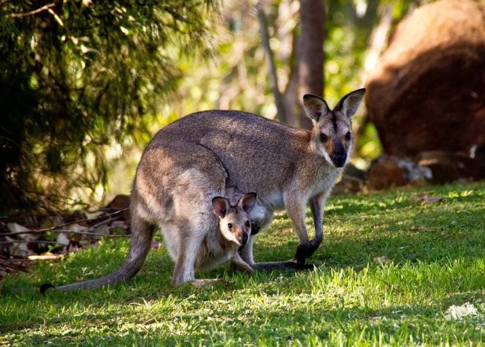 Australie - séjours découverte